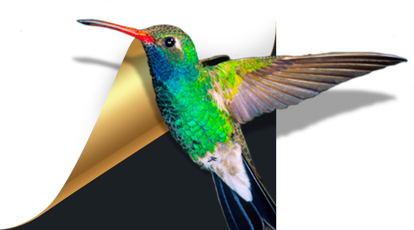 小鸟壁纸2021官方最新下载-小鸟壁纸(原360壁纸)下载 v4.5.0.1080 官方最新版