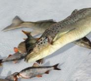 冰钓大师免费版下载