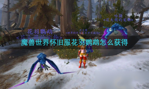魔兽世界怀旧服花羽鹦鹉怎么获得