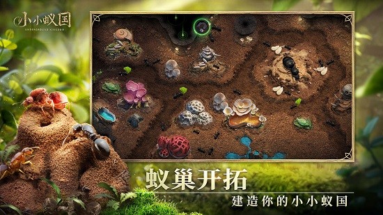 小小蚁国国际服版app最新版