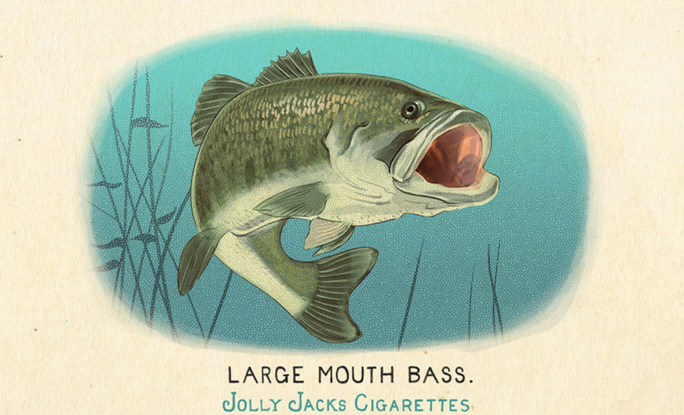 《荒野大镖客2》大口黑鲈卡片获取指南_《荒野大镖客2》大口黑鲈卡片怎么获取