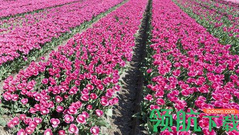 幸福养花场软件app