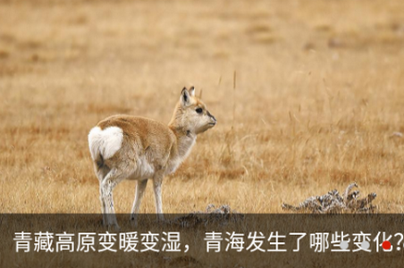 大美玛沁app(玛沁融媒)官方版