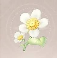 无限暖暖小绵菊获取