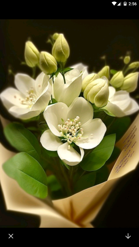 神图壁纸精灵ios版