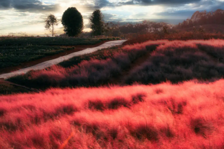 LR修图调色app最新版